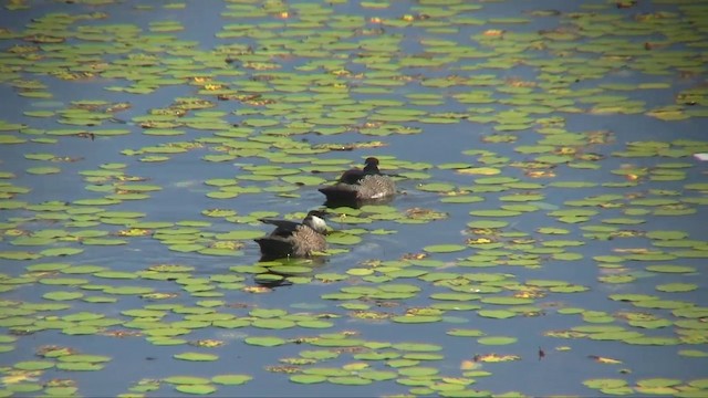 Green Pygmy-Goose - ML201700521