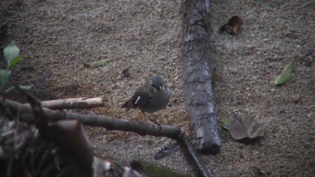 Gray-headed Robin - ML201700531