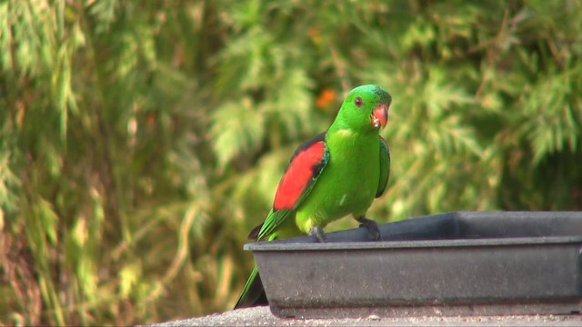 Red-winged Parrot - ML201700561