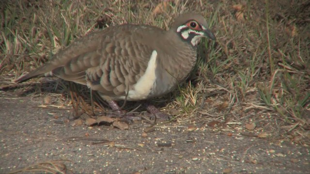 Squatter Pigeon - ML201700571