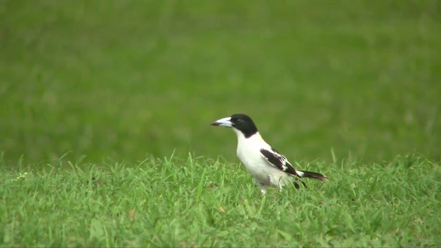 Black-backed Butcherbird - ML201700621