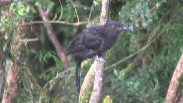 Archbold's Bowerbird - ML201700641