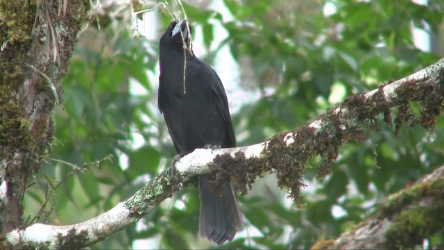 Black Butcherbird - ML201700671