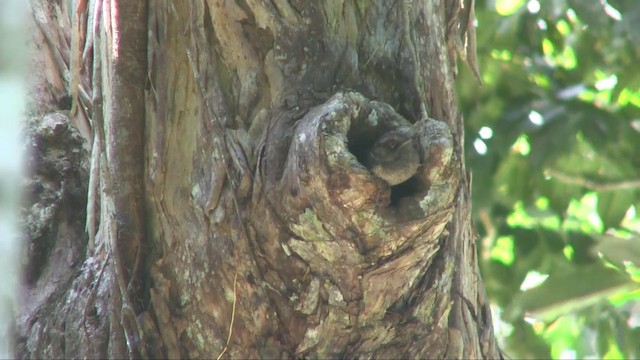 Barred Owlet-nightjar (Barred) - ML201700681