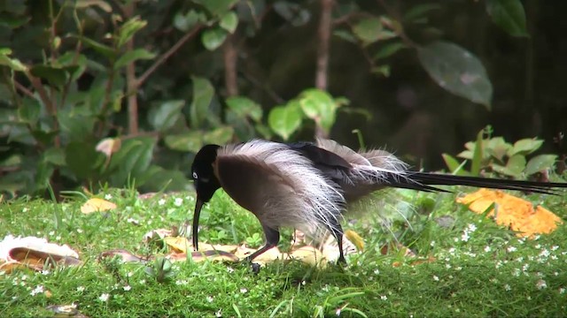 Brown Sicklebill - ML201700721