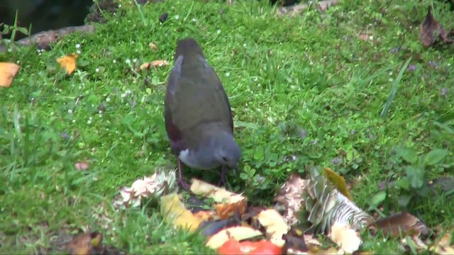 Bronze Ground Dove (Western) - ML201700731