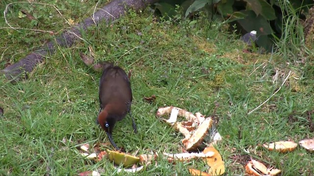 Brown Sicklebill - ML201700751