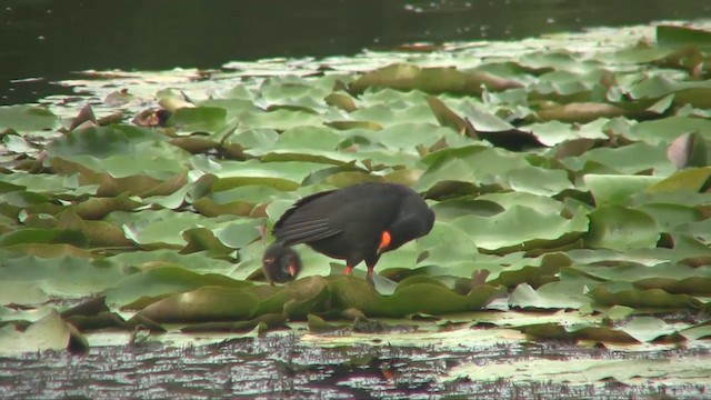 Dusky Moorhen - ML201700771