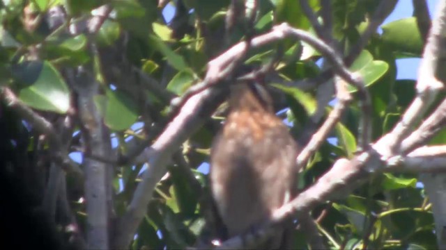 Dwarf Koel - ML201700781