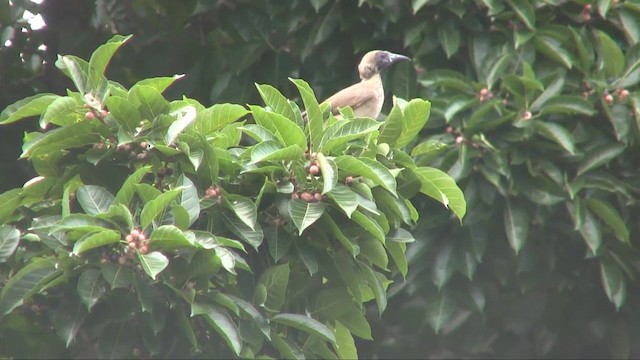 Helmeted Friarbird (New Guinea) - ML201700801