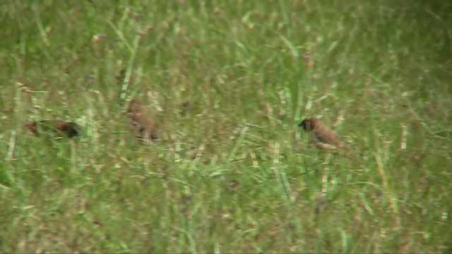 Hooded Munia - ML201700811