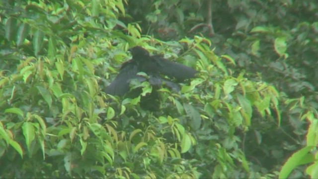 Lesser Black Coucal - ML201700841