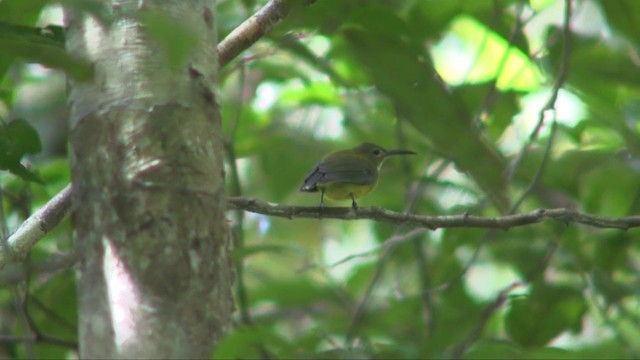 Yellow-bellied Longbill - ML201700851