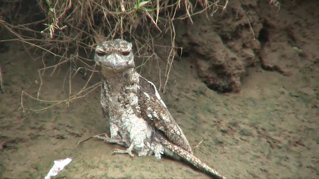 Papuan Frogmouth - ML201700871