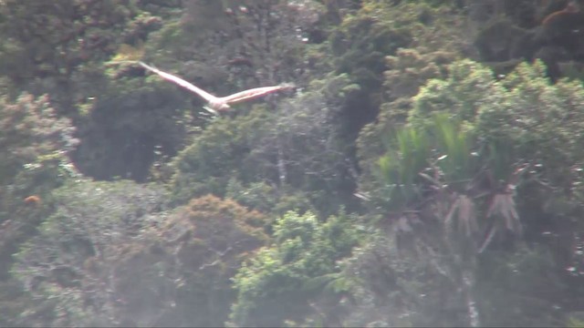 Papuan Harrier - ML201700891