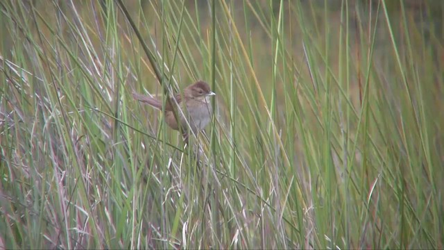 Papuan Grassbird (macrurus Group) - ML201700901