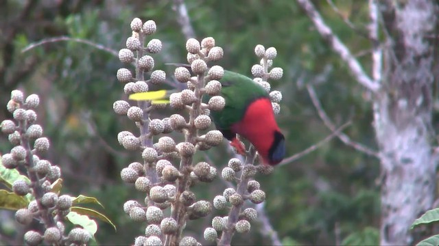 Stella's Lorikeet - ML201700911