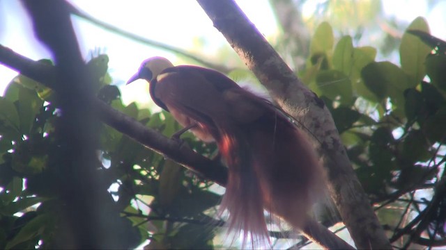 アカカザリフウチョウ - ML201700931