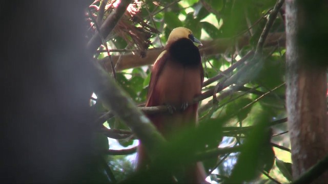 アカカザリフウチョウ - ML201700941