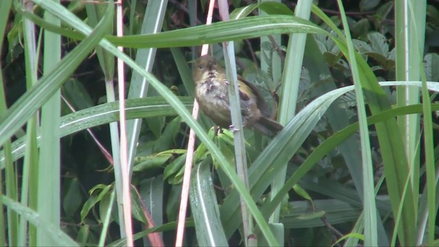 Wattled Ploughbill - ML201701011