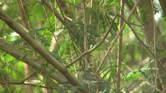 Little Bronze-Cuckoo (Gould's) - ML201701031