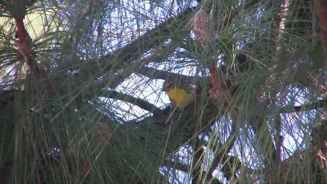 Grace's Warbler - ML201701071