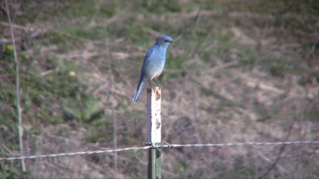 Mountain Bluebird - ML201701081