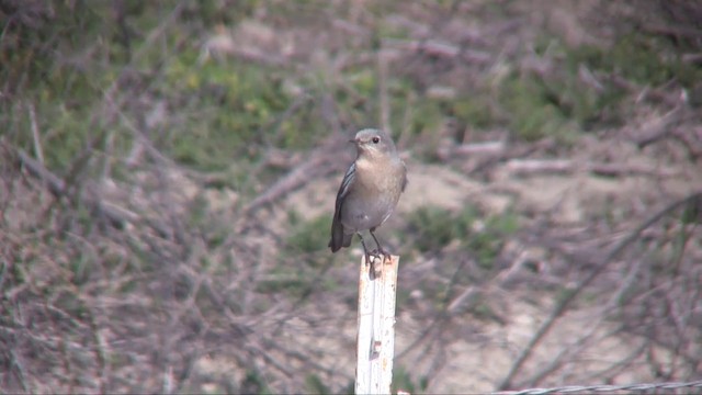 Mountain Bluebird - ML201701091