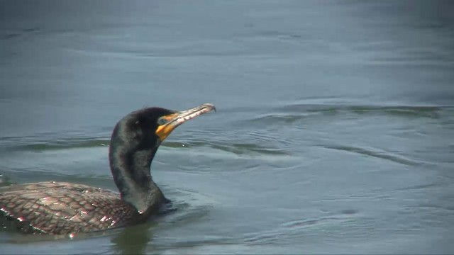 Double-crested Cormorant - ML201701121