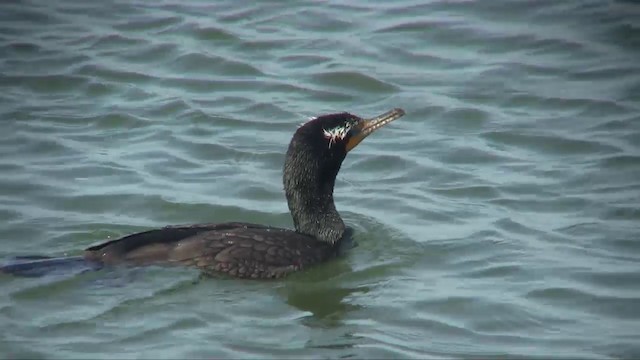 Double-crested Cormorant - ML201701131