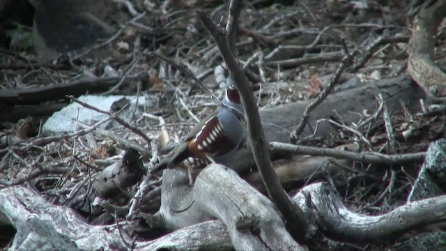 Mountain Quail - ML201701151