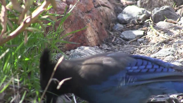 Steller's Jay - ML201701171