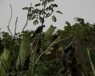 Guacamayo Azuliamarillo - ML201701291