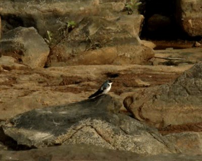 Hirondelle à ailes blanches - ML201701391