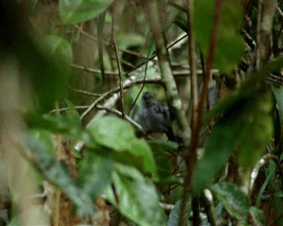 Planalto Slaty-Antshrike - ML201701401