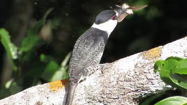 Guianan Puffbird - ML201701491