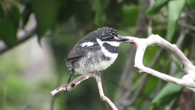 Pied Puffbird - ML201701501