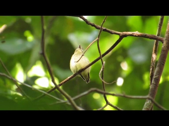 Dwarf Tyrant-Manakin - ML201701541