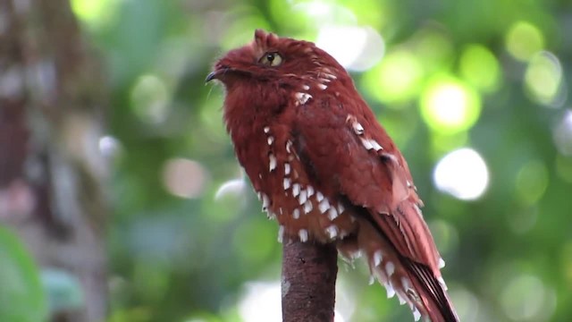 Rufous Potoo - ML201701561