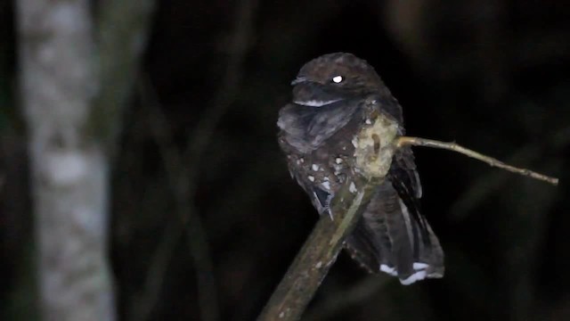 Ocellated Poorwill - ML201701571