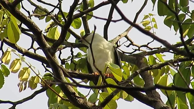 Black-faced Hawk - ML201701581