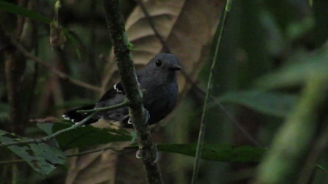 Common Scale-backed Antbird - ML201701621