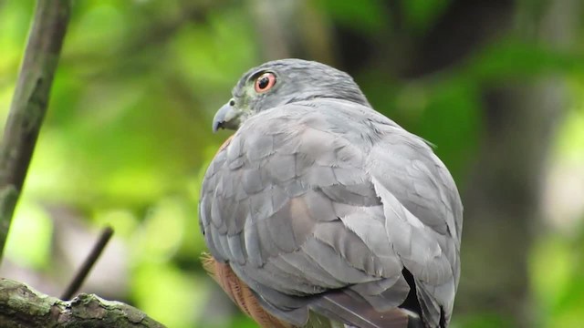 Double-toothed Kite - ML201701661