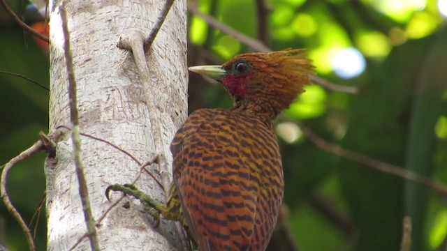 Waved Woodpecker (Waved) - ML201701681