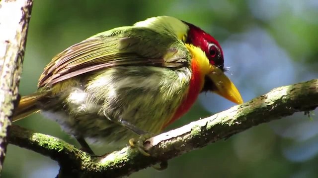 Lemon-throated Barbet - ML201701721