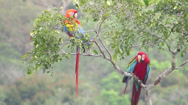 Red-and-green Macaw - ML201701761