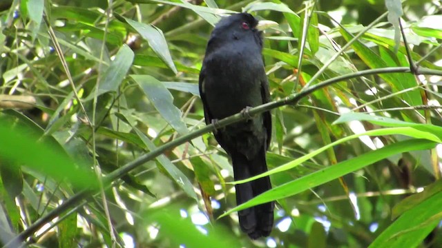 Gelbschnabel-Faulvogel - ML201701771