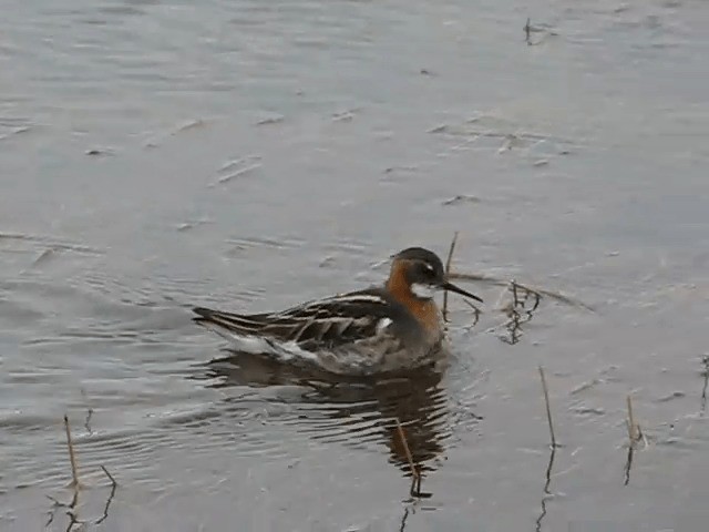 Red-necked Phalarope - ML201701811