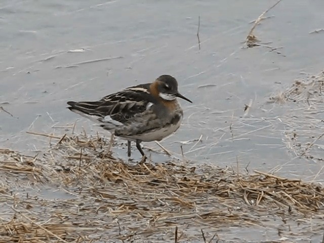 Red-necked Phalarope - ML201701831