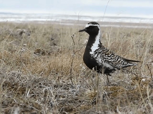 Chorlito Dorado Siberiano - ML201701861